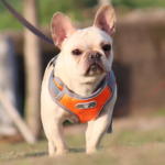 hundesele oxford air universal i bruk på tur med liten hund i oransje variant