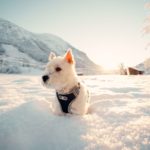 liten hund med hundesele av hobbyhund i snø på fjellet norsk vinternatur