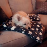 super mykt hundeteppe av hobbyhund med hund som koser seg på teppet i sofa