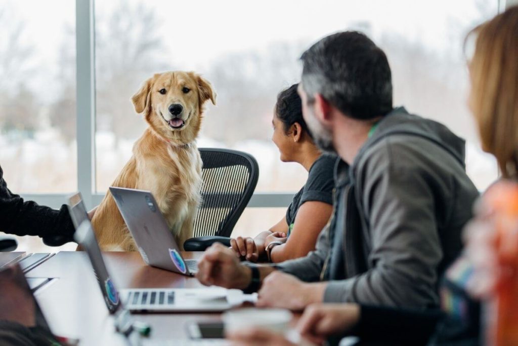 hund som sitter på stol i et møterom med 3 voksne mennesker som søker etter å tilby hundeutstyr for de med hund som hobby