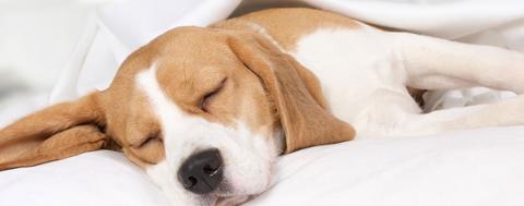 Hund som sover - hvor mye sover en hund