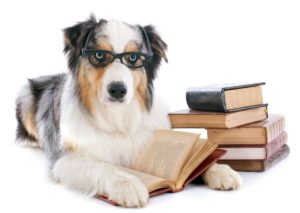 hund med briller som leser bok