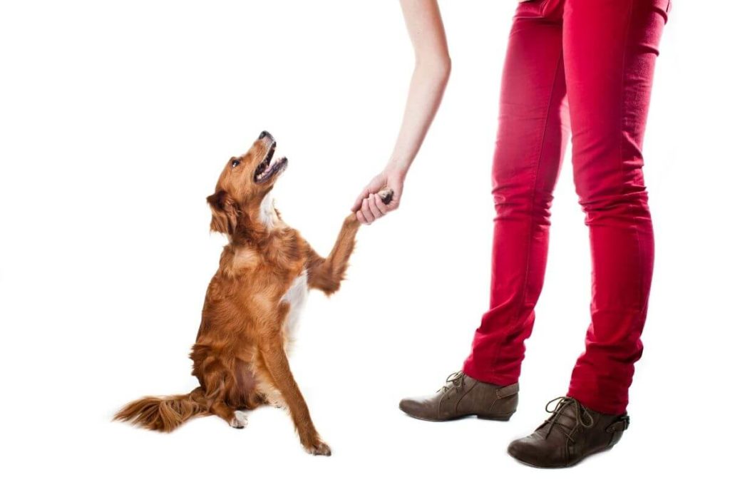 brun hund som ser opp og håndhilser med menneske i rød bukse hvit bakgrunn