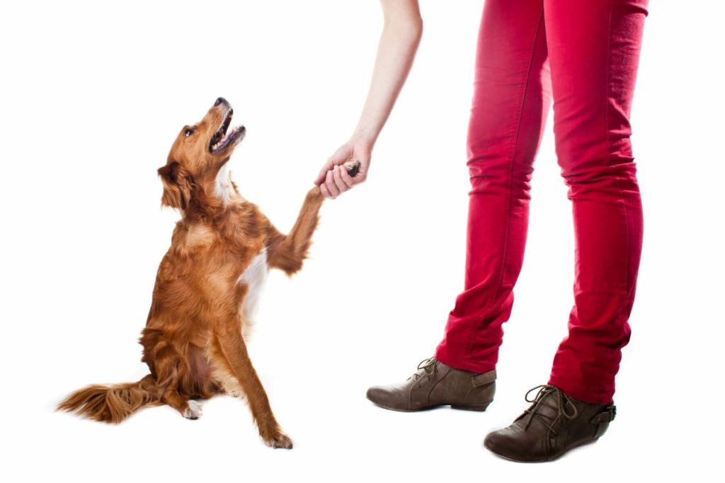 hund som ser opp og håndhilser med menneske i rød bukse hvit bakgrunn