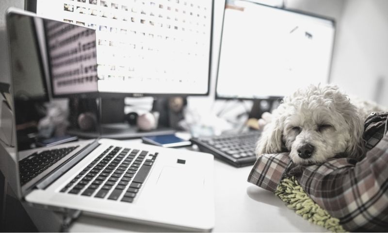 hobbyhund kundeservice hund som sover i fanget mens person sitter å jobber på desktop med 2 store skjermer og laptop