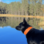 halvstrup halsbånd på hund i skogen ved innsjø klar himmel brukerbilde kunde hobbyhund