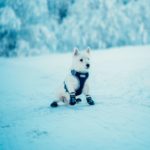 liten hund med potesokker fra hobbyhund på norsk vinterføre snø