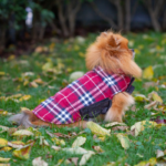 hundedekken vendbar i britisk stil beige og rød bilder med liten hund