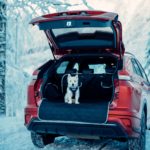 bagasjeromstrekk av hpbbyhund på tur i SUV under norsk vinter