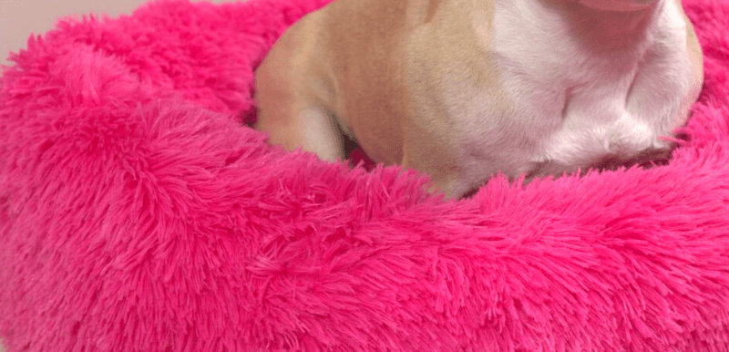 fluffy hundeseng av hobbyhund i ballerina rose farge nærbilde detalj med liten hund