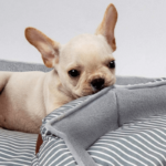 loungely stripe hundeseng hobbyhund grå produktbilde detaljbilde med liten hund