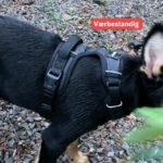 ergolight freedomfit hundesele brukerbilde i regnvær detaljbilde størrelse small på hund 10 kg