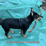 ergolight freedomfit hundesele brukerbilde størrelse small på hund 10 kg
