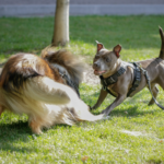 to hunder som leker med ergolight freedomfit hundesele
