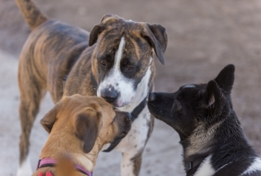 Hundens språk: Hvordan tolke signaler og kommunisere bedre