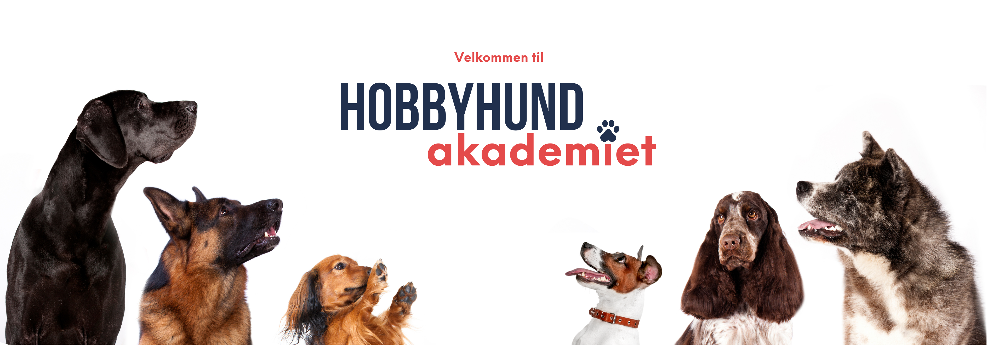 hobbyhund akademiet forside banner hundetrening online kurs