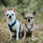 hurtta casual y sele produktbilde med 2 små hunder utendørs i skog