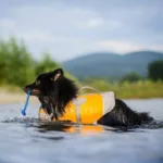 hund som har på hurtta life savior eco i vann med leke