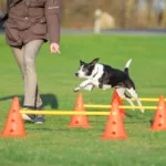 hund utendørs som trener agility hopping