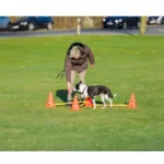 hund som trener agility utendørs med trener med hinder