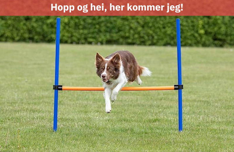 Hund som hopper høydehopp med tekst "Hopp og hei, her kommer jeg"