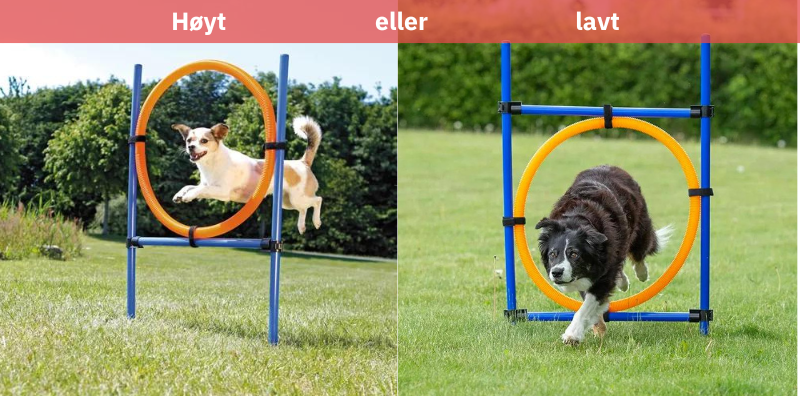 To forskjellige hunder som hopper gjennom agility ringen i to forskjellige høyder