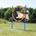 Hund som hopper gjennom agilityring