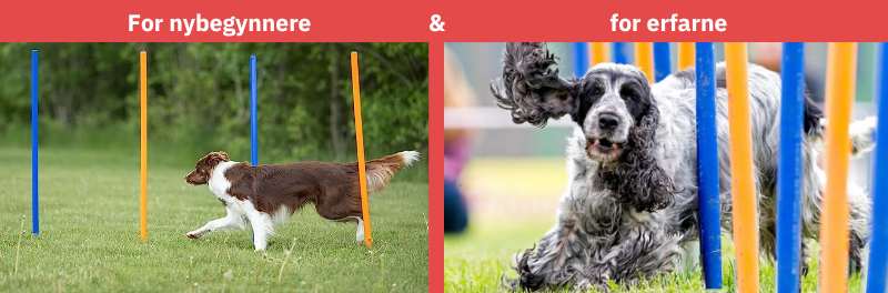 Bilde som viser en hund som akkurat har begynt med agility og en som er mer erfaren med agility