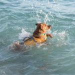 redningsvest til hund hurtta life savior orange i bruk hund som svømmer i havet med flytevesten