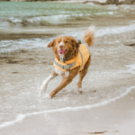 redningsvest til hund hurtta life savior orange i bruk hund som løper på strand