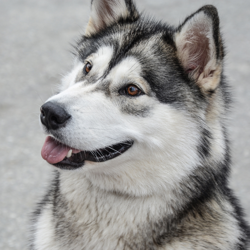 Alaskan Malamute-hunderase profilbilde hobbyhund rasedatabase