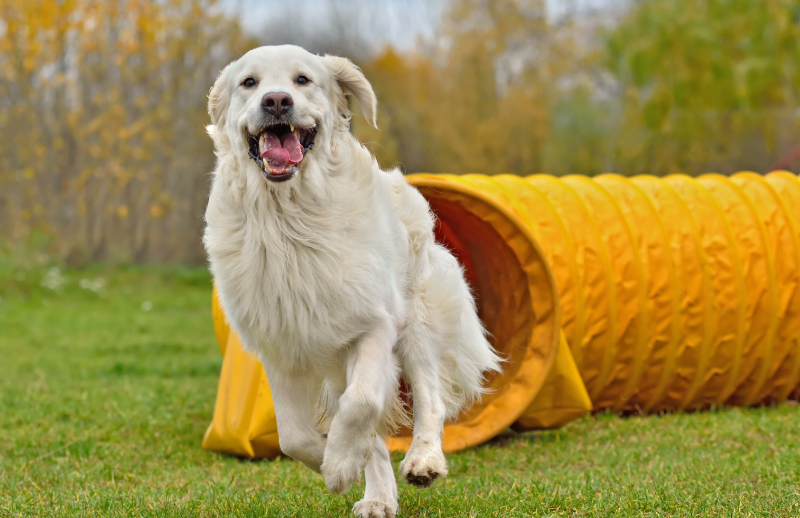 Hund som driver med agility med en agility tunnel bak seg i fargen gul
