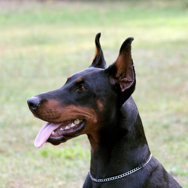 Dobermann-hunderase profilbilde hobbyhund rasedatabase