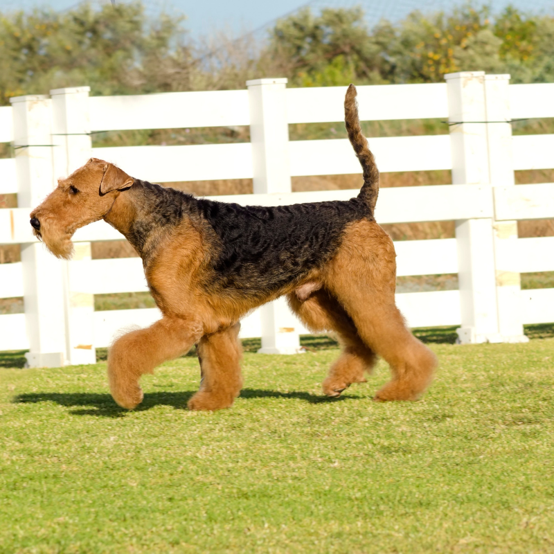 Airedale terrier-hunderase profilbilde hobbyhund rasedatabase