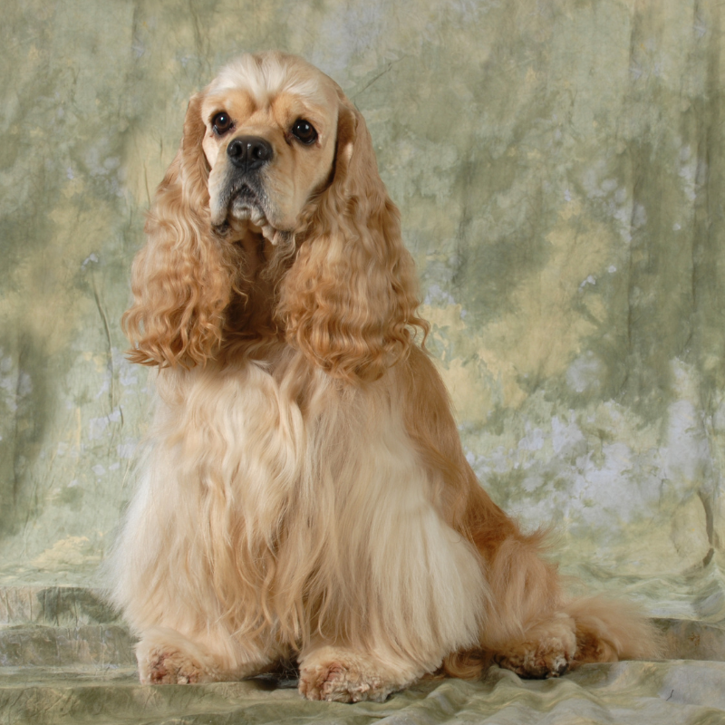 Amerikansk cocker spaniel-hunderase profilbilde hobbyhund rasedatabase
