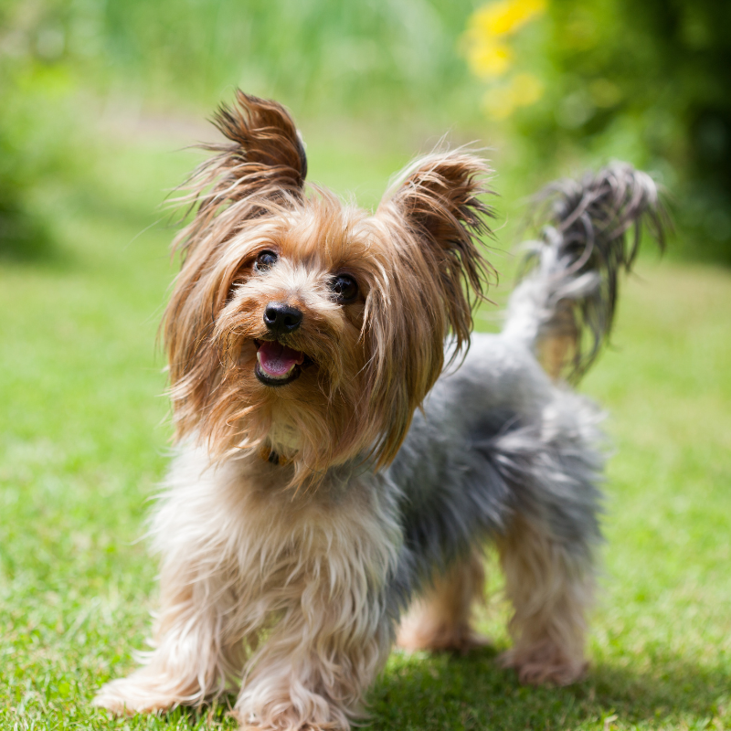 Australsk Terrier-hunderase profilbilde hobbyhund rasedatabase