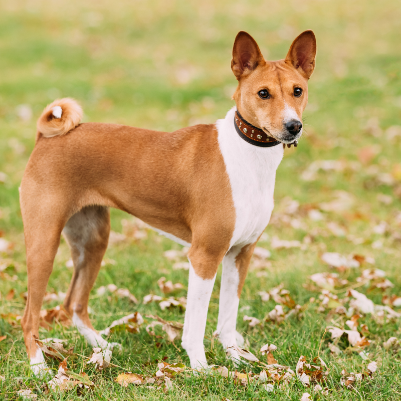 Basenji-hunderase profilbilde hobbyhund rasedatabase