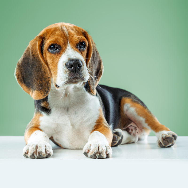 Beagle hunderase profilbilde hobbyhund rasedatabase