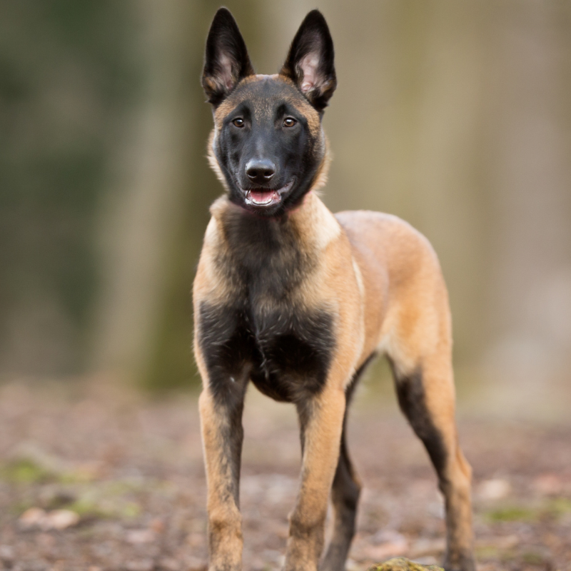 Belgisk fårehund malinois-hunderase profilbilde hobbyhund rasedatabase