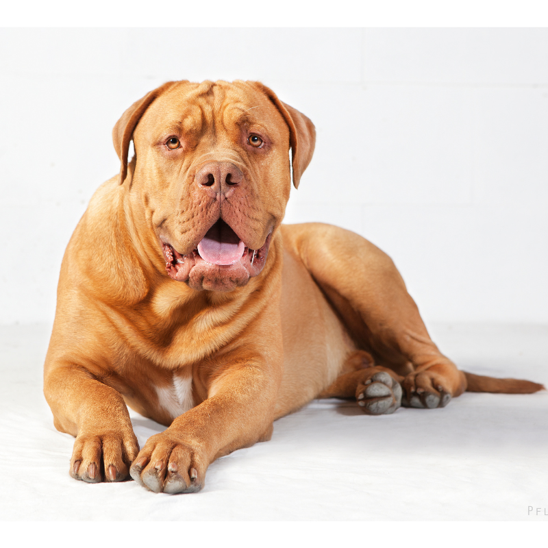 Bordeaux dogge-hunderase profilbilde hobbyhund rasedatabase