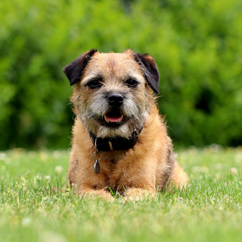 Border terrier-hunderase profilbilde hobbyhund rasedatabase