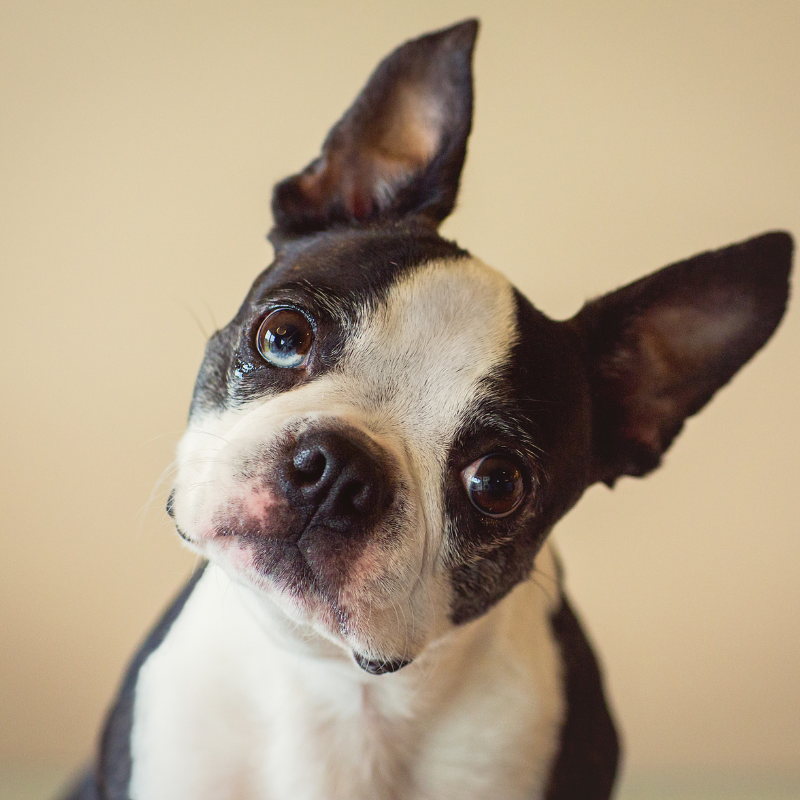 Boston terrier- hunderase profilbilde hobbyhund rasedatabase