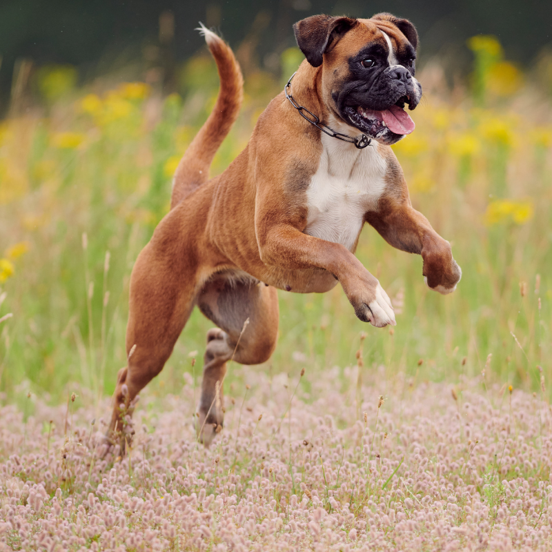Boxer-hunderase profilbilde hobbyhund rasedatabase