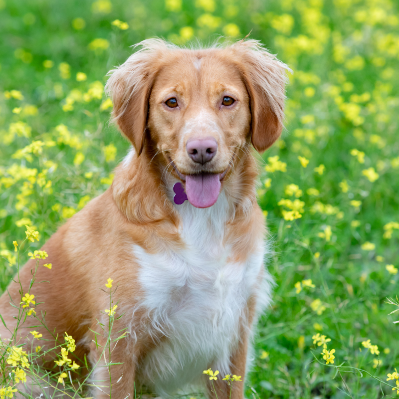 Breton hunderase profilbilde hobbyhund rasedatabase