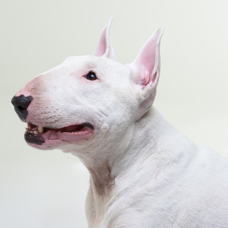Bull terrie- hunderase profilbilde hobbyhund rasedatabase