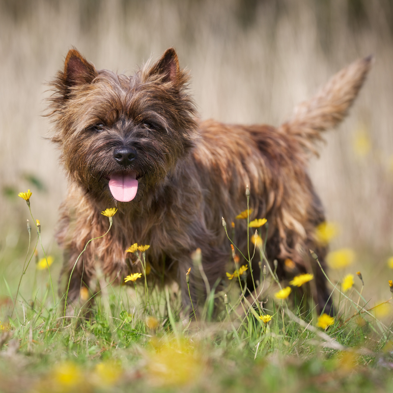 Cairn terrier- hunderase profilbilde hobbyhund rasedatabase