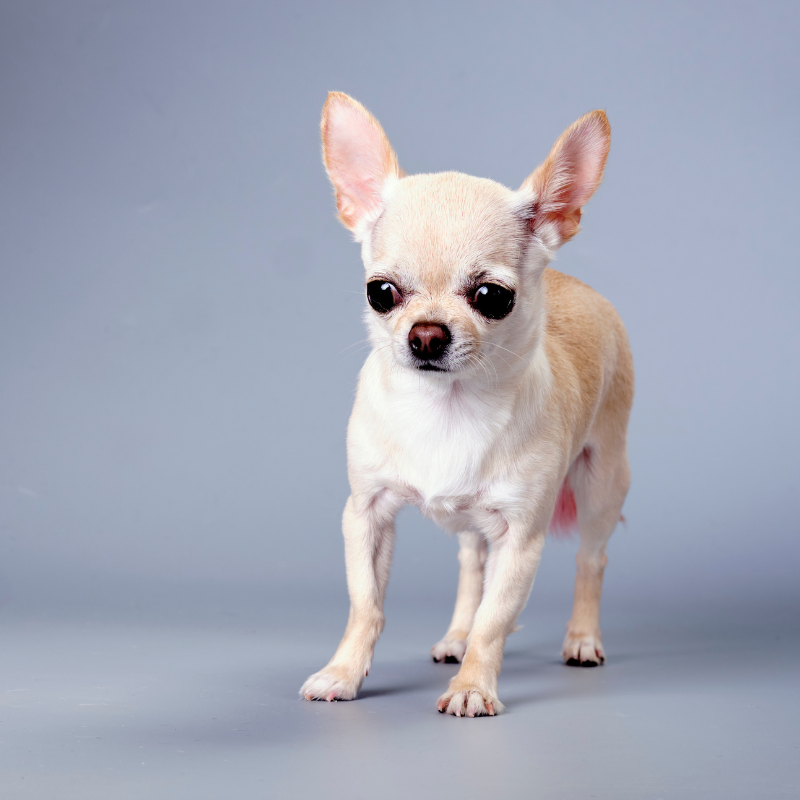 chihuahua korthåret-hunderase profilbilde hobbyhund rasedatabase