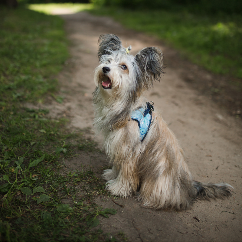 Chinese crested powderpuff-hunderase profilbilde hobbyhund rasedatabase