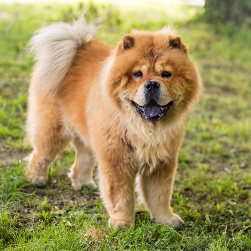 Chow chow-hunderase profilbilde hobbyhund rasedatabase