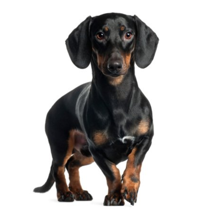 Dachshund korthåret-hunderase profilbilde hobbyhund rasedatabase